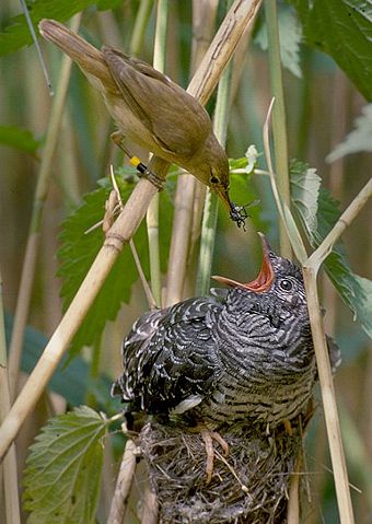 Image:Reed warbler cuckoo.jpg