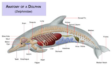 The Anatomy of a Dolphin showing its skeleton, major organs and body shape.