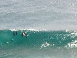 Dolphins surfing at Snapper Rocks, Queensland, Australia.