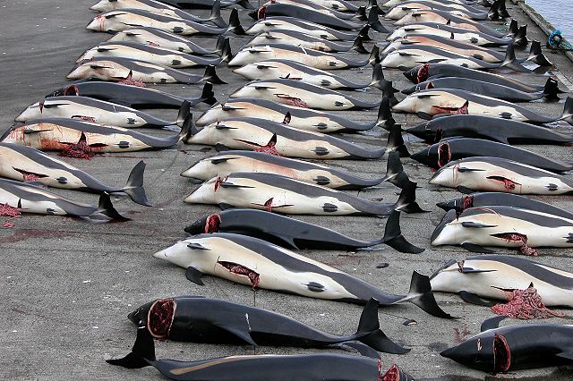 Image:Whaling in the Faroe Islands.jpg