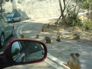 Macaques in Kam Shan Country Park of Hong Kong