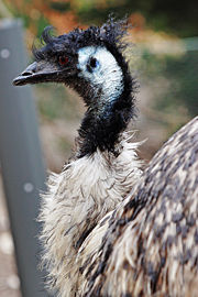 Emu eyes are golden brown to black. The naked skin on the neck is bluish-black