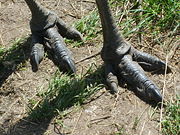 Emus have only three toes in a tridactyl arrangement; this adaptation for running is seen in other bird species, such as bustards and quails. The Ostrich has only two toes