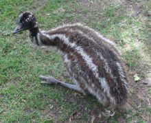 Emu chicks have distinctive bilateral stripes that help to camouflage them