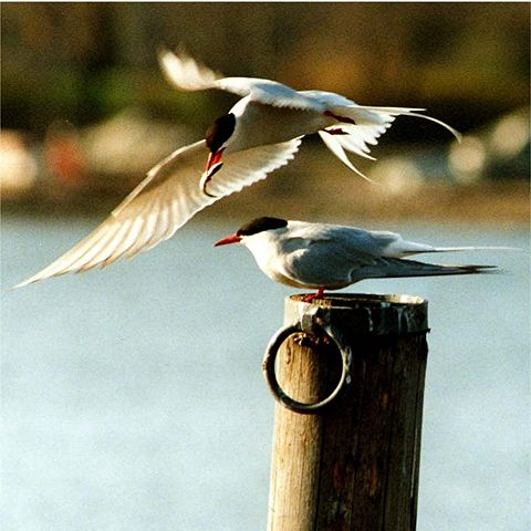 Image:Arctic terns.jpg