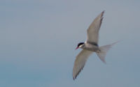 An Arctic Tern in flight with wings spread