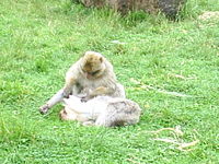 Two Macaques grooming in the UK