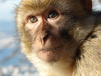 A macaque in Gibraltar.