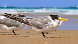 Crested Tern.