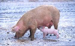 A sow and her piglet.
