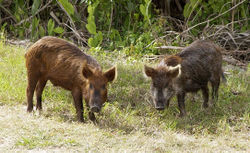 Feral pigs in Florida, United States