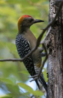Hoffmann's Woodpecker,  Melanerpes hoffmannii