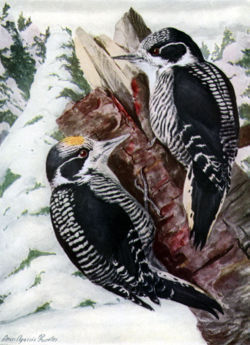Male (left) and female American Three-toed Woodpecker, Picoides dorsalis. Plate by Louis Agassiz Fuertes.