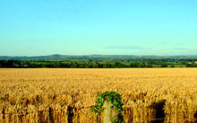 Modern arable agriculture typically uses large fields like this one in Dorset, England.