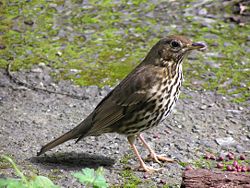 A Song Thrush in New Zealand
