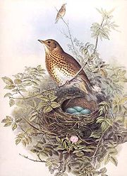 From John Gould's Birds of Great Britain
