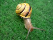 The Grove Snail, a common prey species