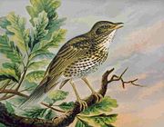 From Naumann's Naturgeschichte der Vögel Mitteleuropas
