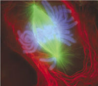A newt lung cell stained with fluorescent dyes undergoing mitosis, specifically early anaphase.