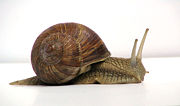 Roman snail, Helix pomatia