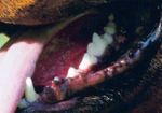 Teeth of a rottweiler