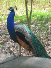 Male (Peacock)