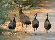 Indian Peahen with Immatures  at Hodal in  Faridabad District of Haryana, India.