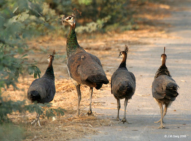 Image:Indian Peahens I IMG 9647.jpg