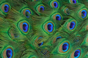Peacock "tail feathers" are really upper tail coverts.