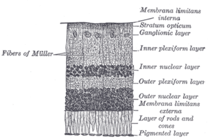 Section of retina.