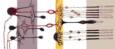 Retina's simplified axial organization. The retina is a stack of several neuronal layers. Light is concentrated from the eye and passes across these layers (from left to right) to hit the photoreceptors (right layer). This elicits chemical transformation mediating a propagation of signal to the bipolar and horizontal cells (middle yellow layer). The signal is then propagated to the amacrine and ganglion cells. These neurons ultimately may produce action potentials on their axons. This spatiotemporal pattern of spikes determines the raw input from the eyes to the brain. (Modified from a drawing by Ramón y Cajal.)
