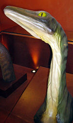 Head and neck of Dale Russell's Troodon sculpture, from the Natural History Museum, London.