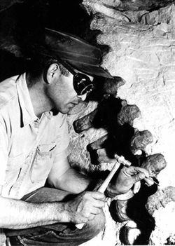 A paleontologist carefully chips rock from a column of dinosaur vertebrae.