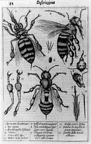 The oldest published image known to have been made with a microscope: bees by Francesco Stelluti, 1630