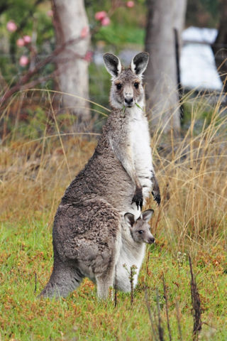 Image:Kangaroo and joey03.jpg