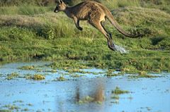 A Tasmanian Forester (Eastern Grey) Kangaroo in motion.