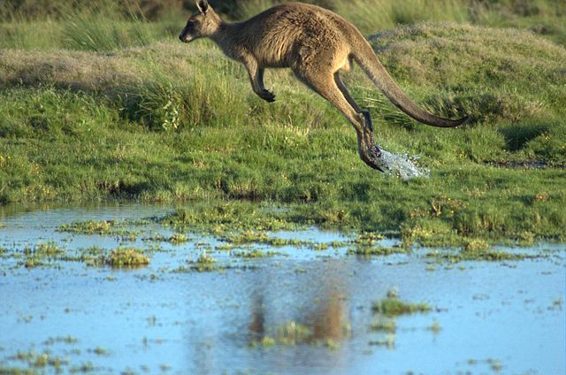 Image:Kangaroo-in-flight.jpg
