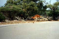 A kangaroo crossing a highway.