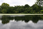 A pond on Hampstead Heath