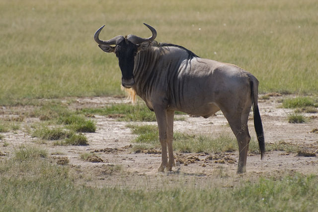 Image:Wildebeest, Amboseli National Park.jpg