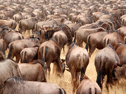 A herd of wildebeest in the Ngorongoro Crater. The leader in the center is watching the others.