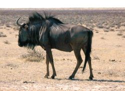 A Blue Wildebeest grazing in Etosha National Park, Namibia
