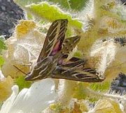 Sphinx Moth on Rock Nettle in Mosaic Canyon
