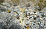 Coyote near Titus Canyon