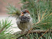 A male singing