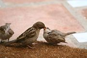 Sparrows feeding