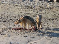 A pair of black-backed jackals scavenging on a Cape Fur Seal carcass