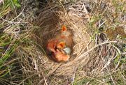 Redwings often construct their nests on the ground.