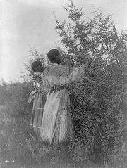 Mandan girls gathering berries, circa 1908. Photographed by Edward S. Curtis.