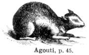 Drawing of an agouti